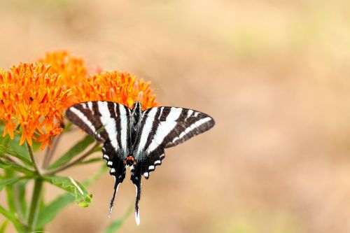 butterfly striped summer
