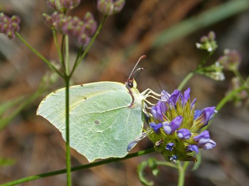 butterfly colias croceus safranera de l'alfals