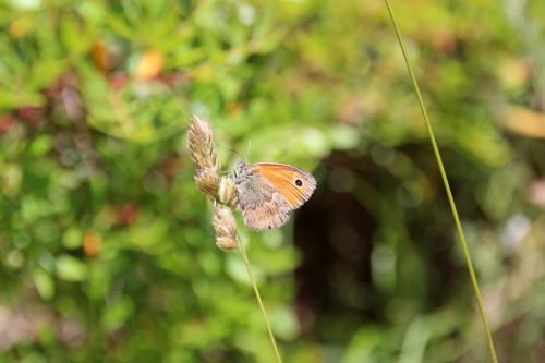 butterfly nature insect