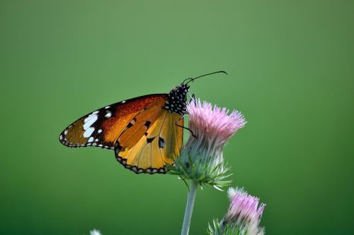 butterfly green nature