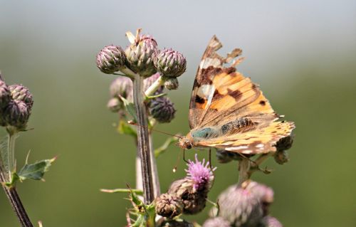 butterfly diestel thistle flower