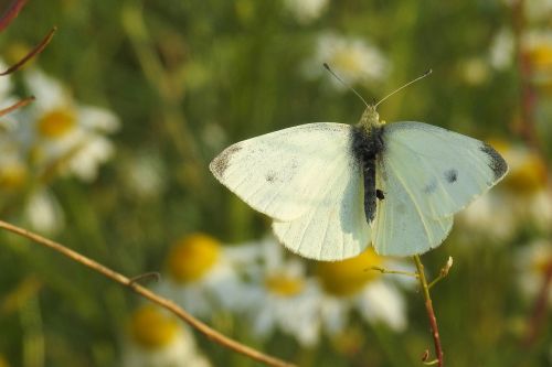 butterfly white insect