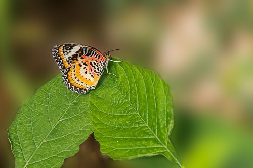 butterfly cethosia cyane asia