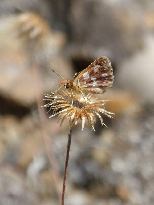 butterfly moth dry flower