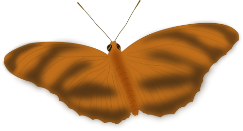 butterfly animal bug