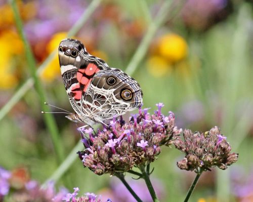 butterfly insect american lady