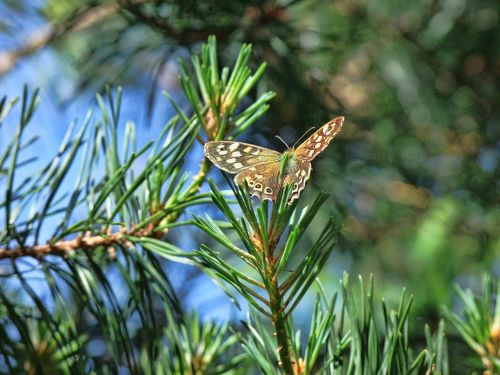 butterfly nature summer