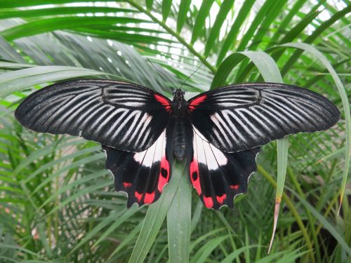 butterfly nature insect