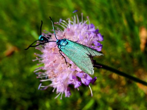 butterfly moth blue