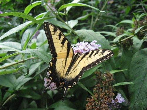 butterfly flower nature