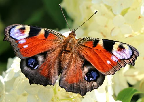 butterfly wings flower