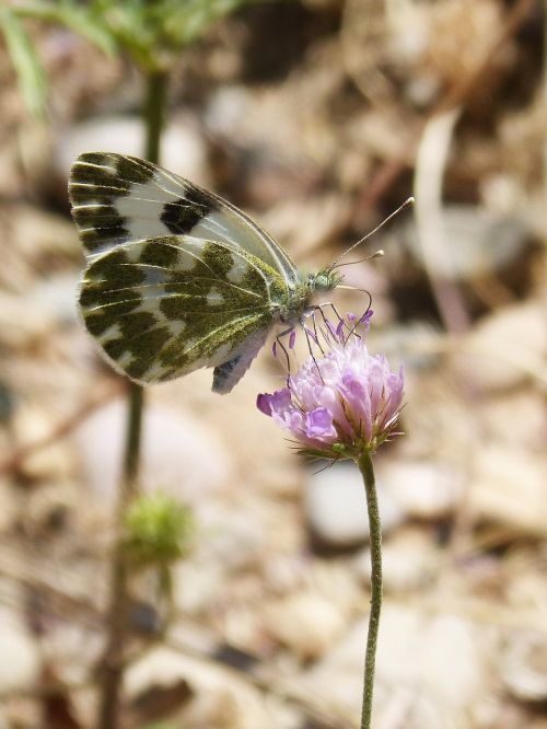 butterfly pontia daplidice pontia