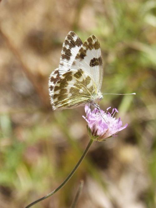 butterfly pontia daplidice pontia