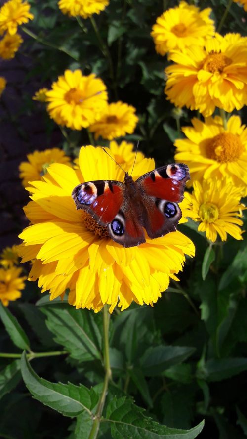 butterfly bee flower