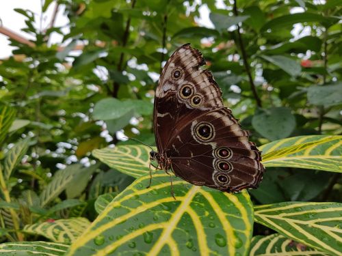 butterfly moth