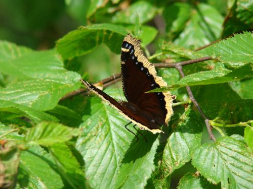 butterfly black wings