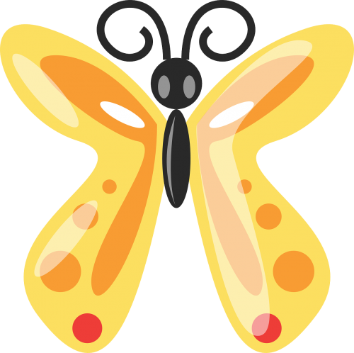 butterfly animal insect