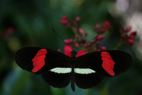 butterfly nature bloom