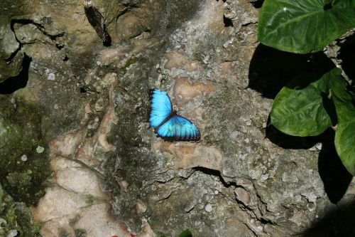 butterfly nature bloom