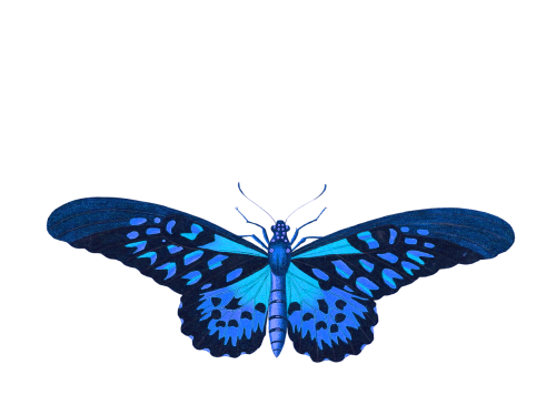 butterfly animal insect