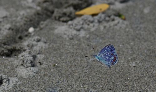 butterfly flight blue