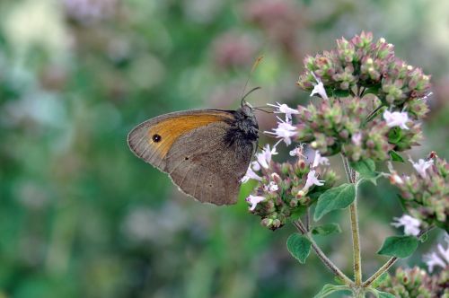 butterfly insect plant