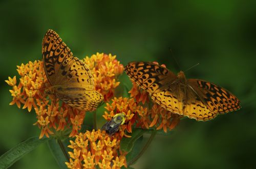 butterfly butterfly weed orange wings