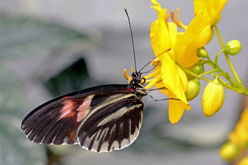 butterfly insect wing