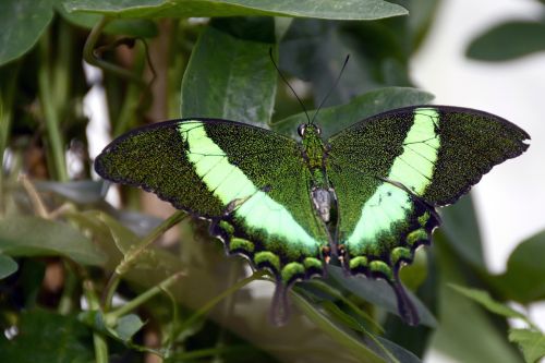 butterfly insect wing