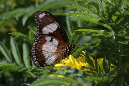 butterfly green insects