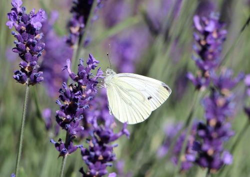 butterfly insect lavender