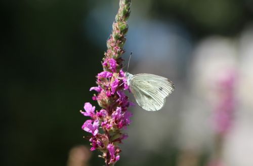 butterfly white beautiful