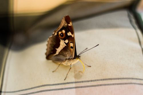 butterfly detector wings