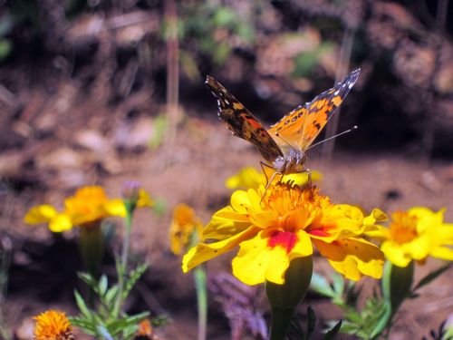 butterfly nature flowers