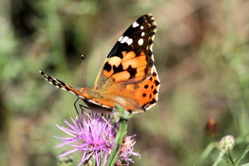 painted lady butterfly insect