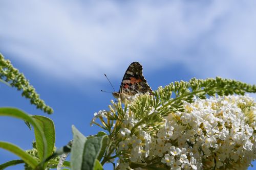 butterfly flower blossom