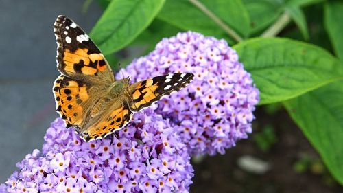 butterfly colorful insect