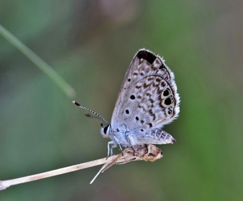 butterfly ceraunus blue insect