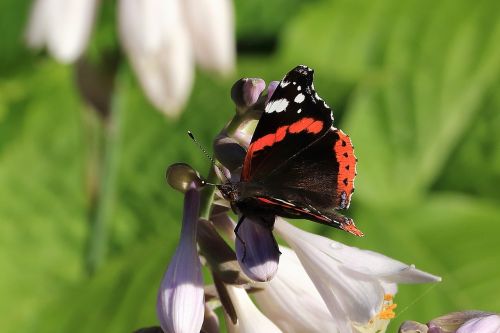 butterfly admiral insect