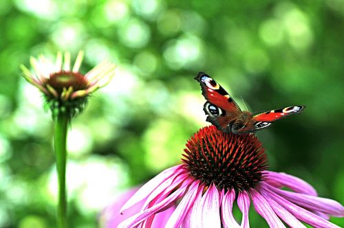 butterfly peacock close