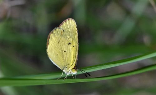 butterfly yellow butterfly sulphur