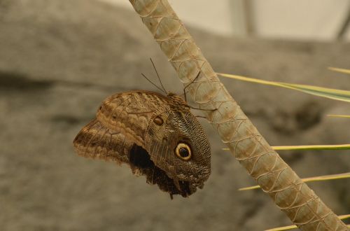 butterfly morpho peleides brown
