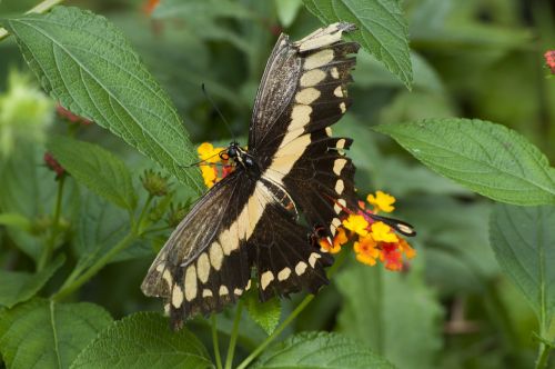 butterfly insects spring