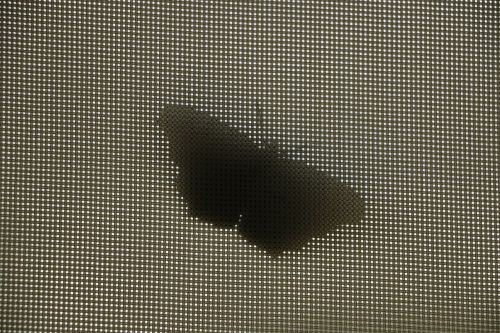 butterfly silhouette shadow