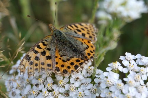 butterfly brown insect