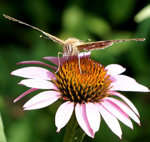 butterfly blossom bloom