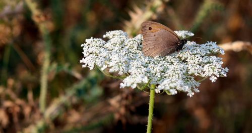 butterfly flower brown