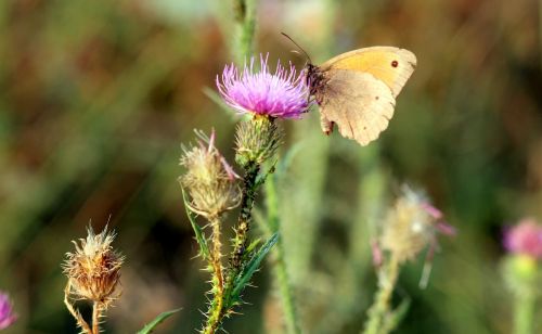 butterfly flower brown