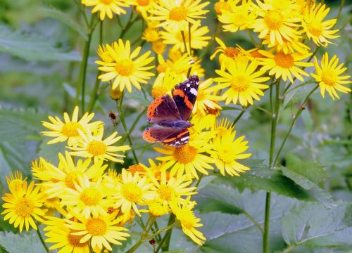 butterfly flowers butterfly on flower