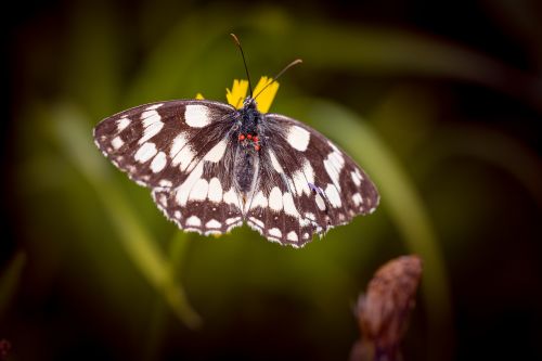 butterfly chess board women's board